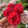 Pelargonium 'Shik Grand Prix' - Pelargoon 'Shik Grand Prix' P9/0,55L 